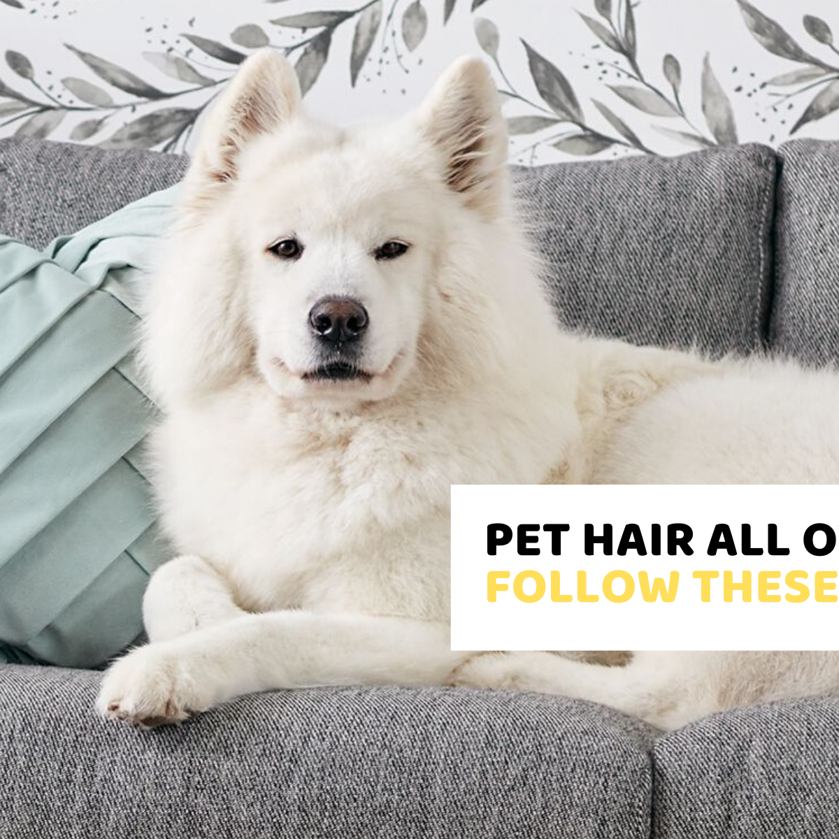 How to Clean Pet Hair off of Furniture, Rugs and Floors Banana Home